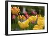 Tulips In The Rain-5fishcreative-Framed Giclee Print