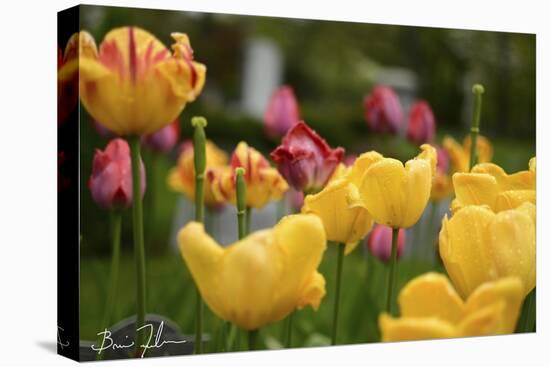 Tulips In The Rain-5fishcreative-Stretched Canvas