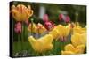Tulips In The Rain-5fishcreative-Stretched Canvas