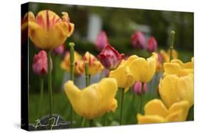 Tulips In The Rain-5fishcreative-Stretched Canvas