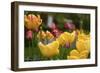 Tulips In The Rain-5fishcreative-Framed Giclee Print