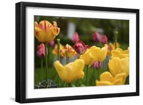 Tulips In The Rain-5fishcreative-Framed Giclee Print