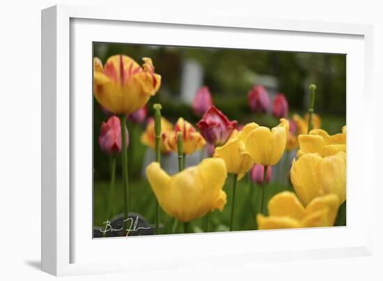 Tulips In The Rain-5fishcreative-Framed Giclee Print