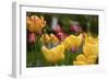 Tulips In The Rain-5fishcreative-Framed Giclee Print