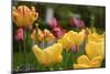 Tulips In The Rain-5fishcreative-Mounted Giclee Print