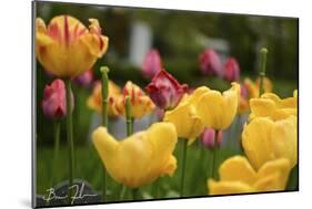 Tulips In The Rain-5fishcreative-Mounted Giclee Print