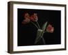 Tulips in Vase-Lotte Gronkjar-Framed Photographic Print