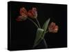 Tulips in Vase-Lotte Gronkjar-Stretched Canvas