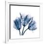 Tulips Indigo-Albert Koetsier-Framed Premium Giclee Print