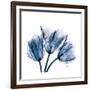 Tulips Indigo-Albert Koetsier-Framed Premium Giclee Print