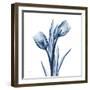 Tulips Indigo-Albert Koetsier-Framed Art Print