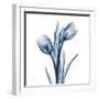 Tulips Indigo-Albert Koetsier-Framed Art Print