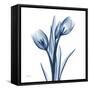 Tulips Indigo-Albert Koetsier-Framed Stretched Canvas