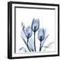 Tulips Indigo-Albert Koetsier-Framed Art Print