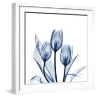 Tulips Indigo-Albert Koetsier-Framed Art Print