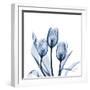 Tulips Indigo-Albert Koetsier-Framed Art Print