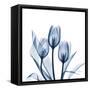 Tulips Indigo-Albert Koetsier-Framed Stretched Canvas