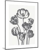 Tulips (Ivory & Gray)-Botanical Series-Mounted Art Print