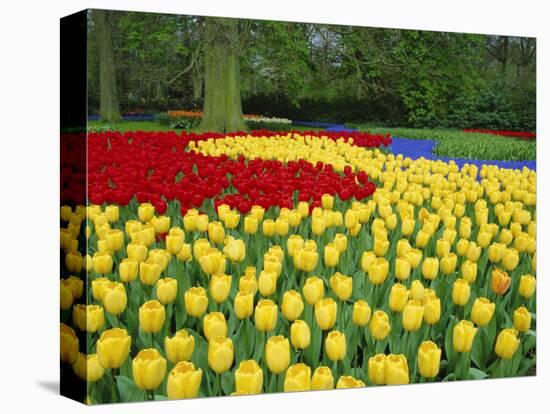 Tulips, Keukenhof Gardens, Netherlands-Gavin Hellier-Stretched Canvas