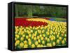 Tulips, Keukenhof Gardens, Netherlands-Gavin Hellier-Framed Stretched Canvas