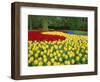 Tulips, Keukenhof Gardens, Netherlands-Gavin Hellier-Framed Photographic Print