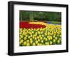 Tulips, Keukenhof Gardens, Netherlands-Gavin Hellier-Framed Photographic Print