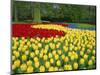 Tulips, Keukenhof Gardens, Netherlands-Gavin Hellier-Mounted Photographic Print