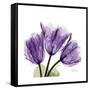 Tulips L63-Albert Koetsier-Framed Stretched Canvas