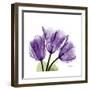 Tulips L63-Albert Koetsier-Framed Premium Giclee Print