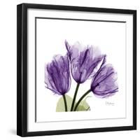 Tulips L63-Albert Koetsier-Framed Premium Giclee Print