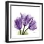 Tulips L63-Albert Koetsier-Framed Premium Giclee Print