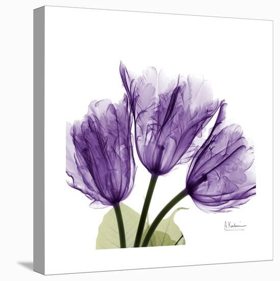 Tulips L63-Albert Koetsier-Stretched Canvas