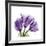 Tulips L63-Albert Koetsier-Framed Premium Giclee Print