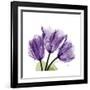 Tulips L63-Albert Koetsier-Framed Premium Giclee Print