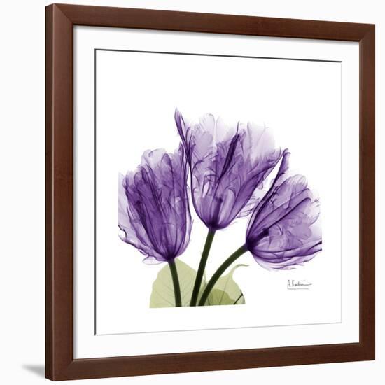 Tulips L63-Albert Koetsier-Framed Premium Giclee Print