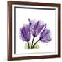 Tulips L63-Albert Koetsier-Framed Premium Giclee Print