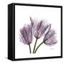 Tulips Lavender-Albert Koetsier-Framed Stretched Canvas