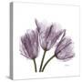 Tulips Lavender-Albert Koetsier-Stretched Canvas