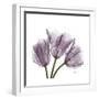 Tulips Lavender-Albert Koetsier-Framed Premium Giclee Print