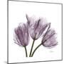 Tulips Lavender-Albert Koetsier-Mounted Premium Giclee Print