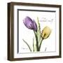 Tulips Love Unconditionally-Albert Koetsier-Framed Art Print