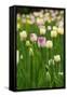 Canvas Black