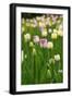 Black Frame
