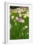 White Frame