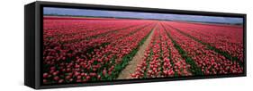 Tulips Near Alkmaar Netherlands-null-Framed Stretched Canvas