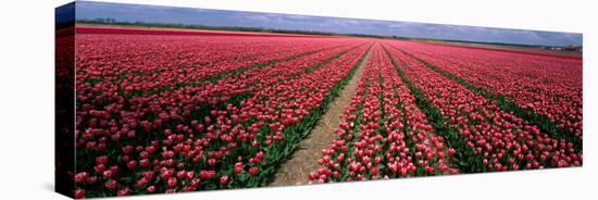 Tulips Near Alkmaar Netherlands-null-Stretched Canvas