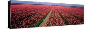 Tulips Near Alkmaar Netherlands-null-Stretched Canvas