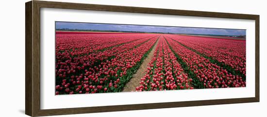 Tulips Near Alkmaar Netherlands-null-Framed Photographic Print