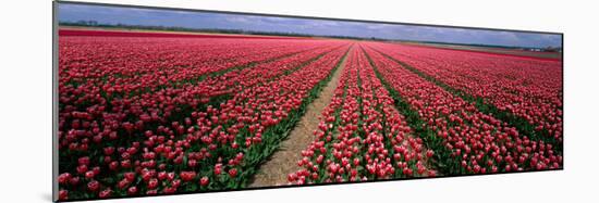 Tulips Near Alkmaar Netherlands-null-Mounted Photographic Print