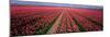 Tulips Near Alkmaar Netherlands-null-Mounted Photographic Print